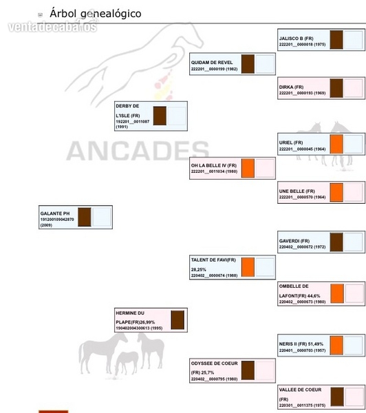 Caballos Capados Caballo de Deporte Español (CDE) - CABALLO DE SALTO