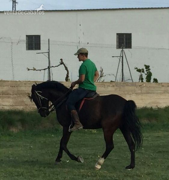 Anglo Hispano Arabe 