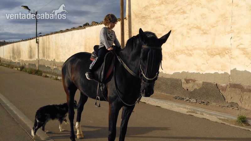 Anglo Hispano Arabe  {TYPE}