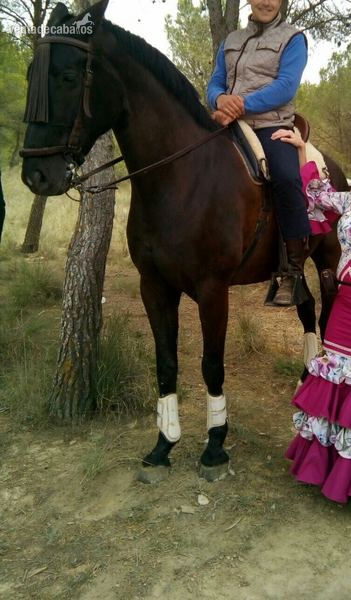 Caballos Capados Anglo Hispano Arabe  - ANGLO HISPANO ARABE 