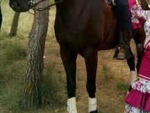 ANGLO HISPANO ARABE 