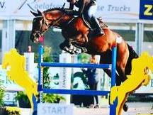 Caballos de salto en venta