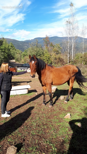 CABALLO PURA RAZA ESPAÑOLA in 