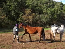 CABALLO PURA RAZA ESPAÑOLA