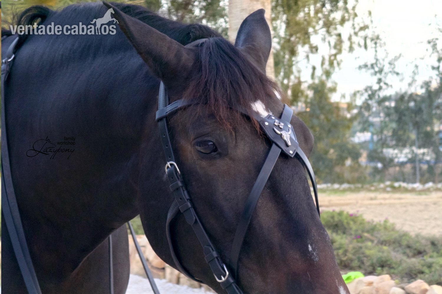 X frontalera de cuero Gothic Lazypony, X browband Gothic, medieval horse browband, cross browband