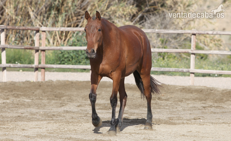 Caballos Pura Raza Española (P.R.E.) Pura Raza Española - Venta de Yegua PRE. Indálica DM