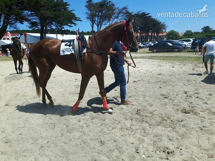varios caballos para deporte in 