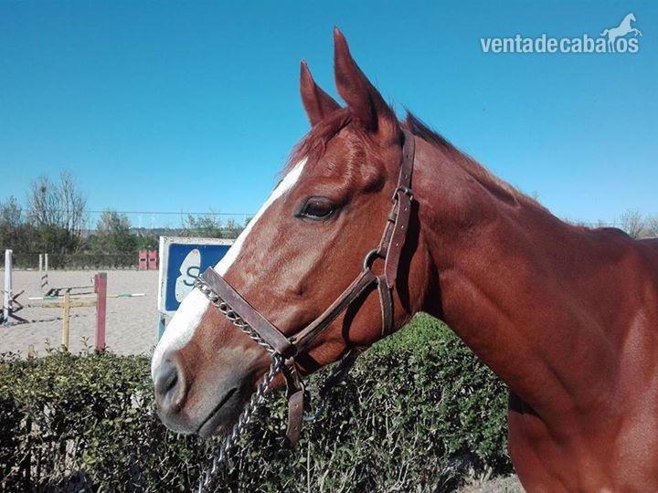 psi pre pony