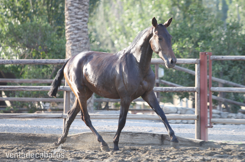 Caballos Pura Raza Española (P.R.E.) Pura Raza Española - Venta de Potra PRE. Kalima DM