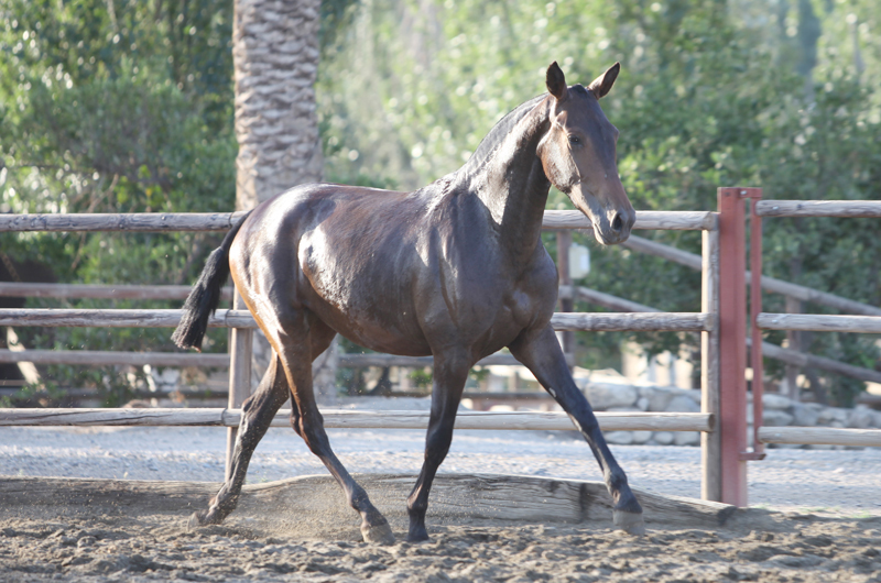 Caballos Pura Raza Española (P.R.E.) Pura Raza Española - Venta de Potra PRE. Kalima DM