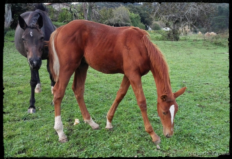 Caballo de Deporte Español (CDE)