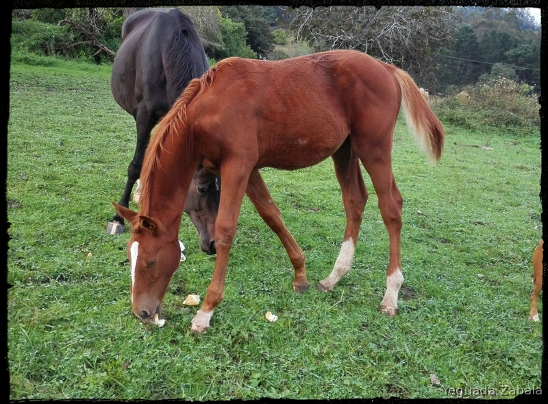 Caballo de Deporte Español (CDE) {TYPE}