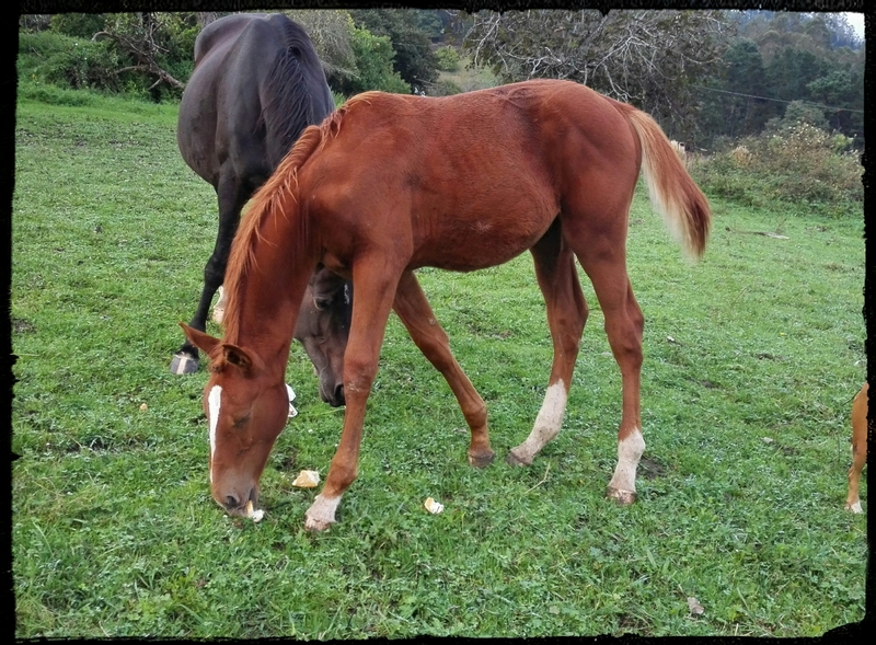 Caballo de Deporte Español (CDE) {TYPE}