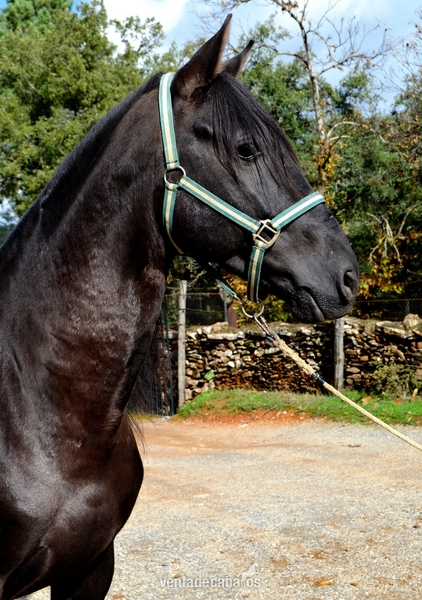 Caballos Pura Raza Española (P.R.E.) Pura Raza Española - POTRO PRE NEGRO