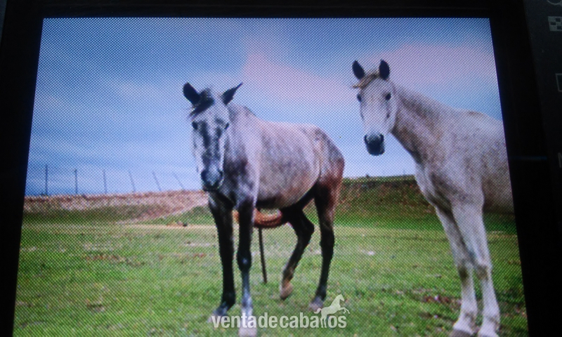 yeguas españolas cubiertas in 