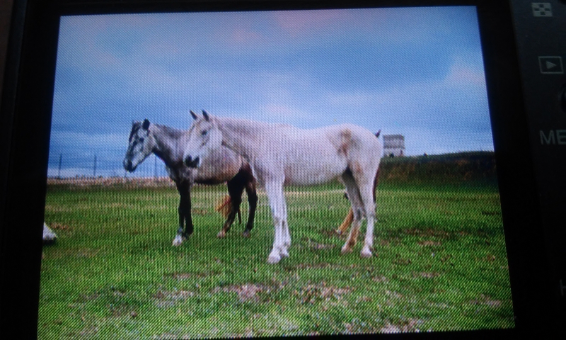 Caballo de Deporte Español (CDE)