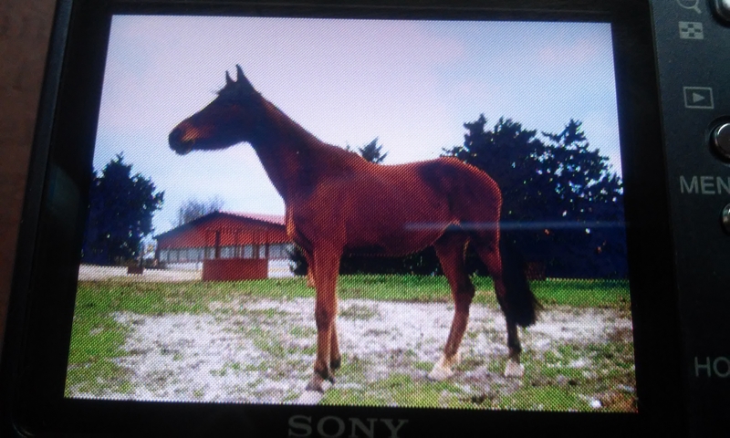 Caballo de Deporte Español (CDE) {TYPE}