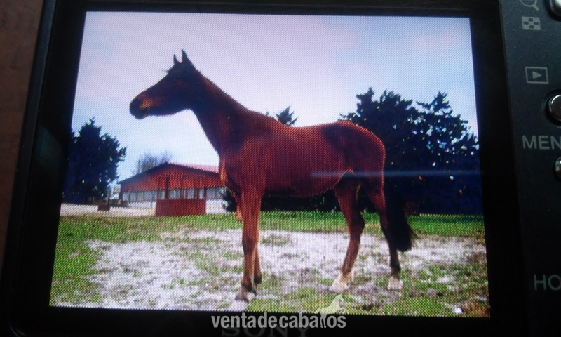 Caballo de Deporte Español (CDE) {TYPE}