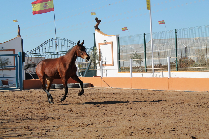 Pura Raza Española {TYPE}