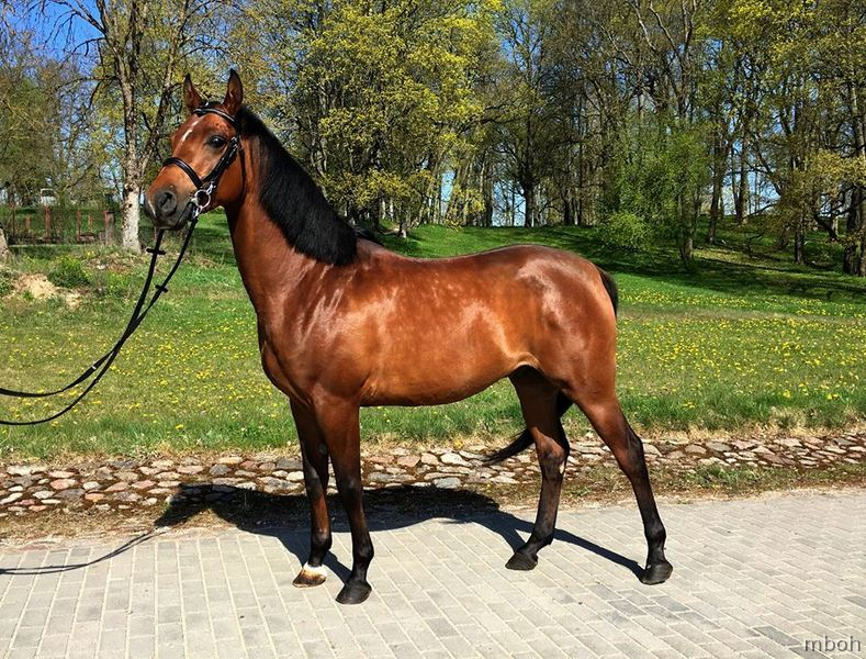Beautiful Arabian Horse Available in 