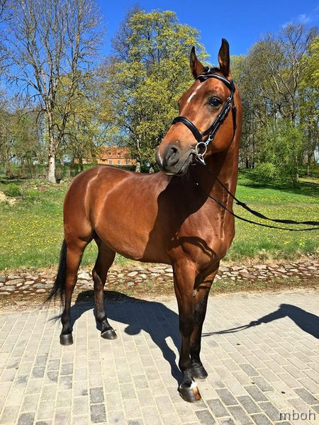 Arabian Horse