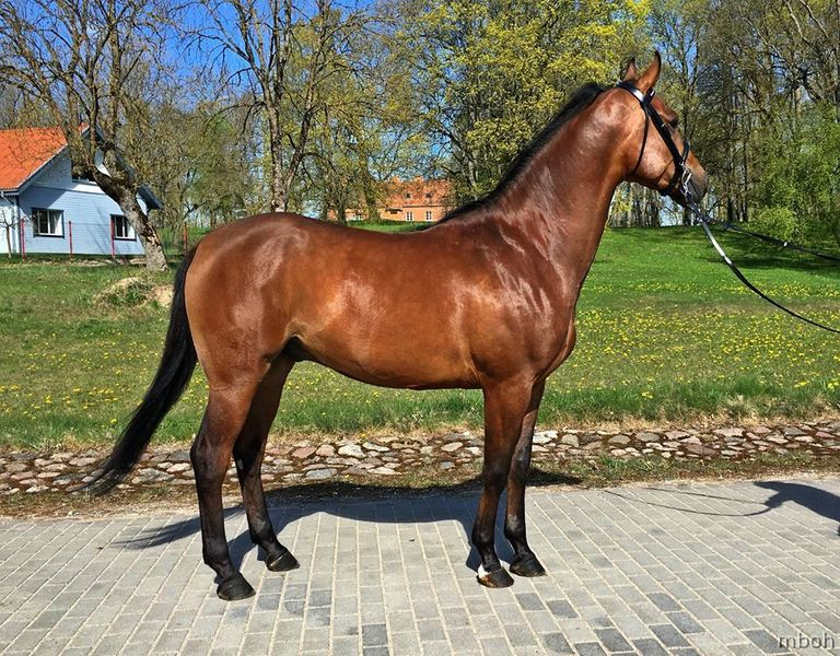 Arabian Horse {TYPE}