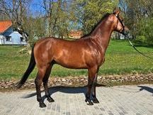 Beautiful Arabian Horse Available