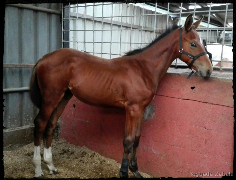 Caballo de Deporte Español (CDE)