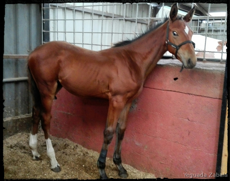 Caballo de Deporte Español (CDE) {TYPE}
