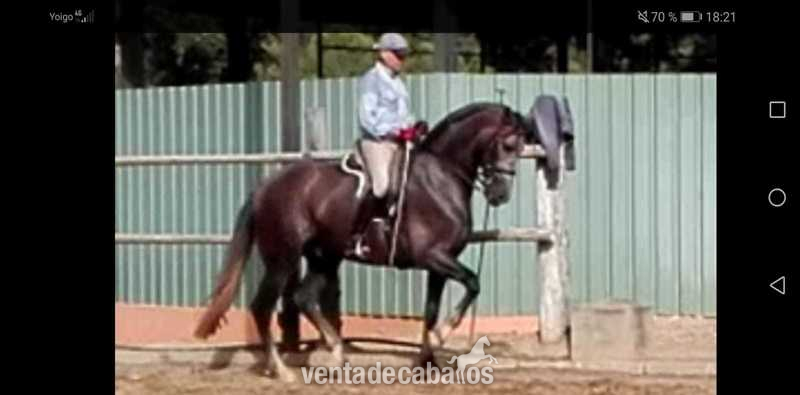 PRE DOMA CLASICA in 