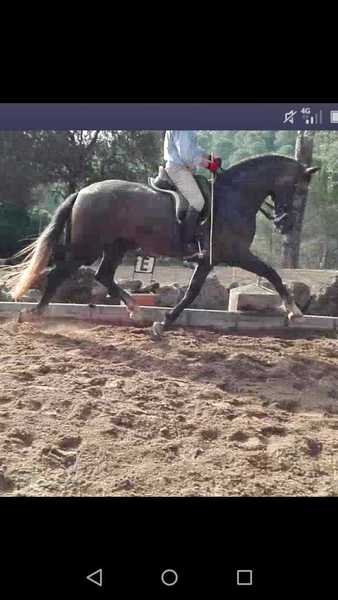 Caballos Pura Raza Española (P.R.E.) PRE - PRE DOMA CLASICA