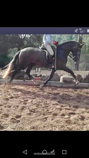 Caballos Pura Raza Española (P.R.E.) PRE - PRE DOMA CLASICA