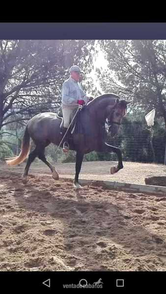 PRE DOMA CLASICA - Caballos Pura Raza Española (P.R.E.) PRE