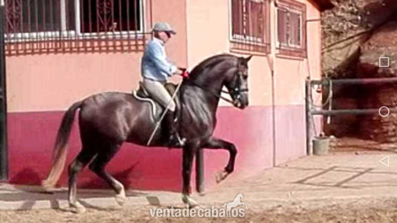 PRE DOMA CLASICA - PRE