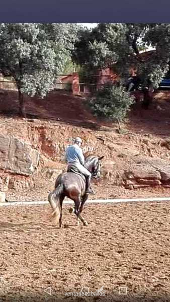 PRE DOMA CLASICA - Caballos Pura Raza Española (P.R.E.)