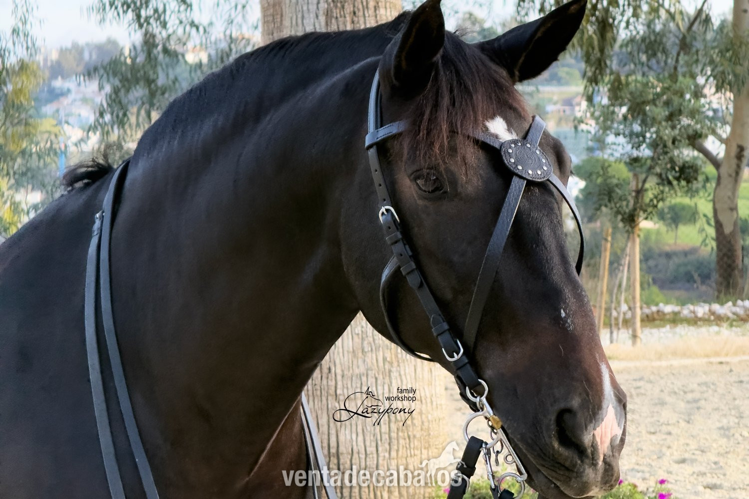 X-frontalera de cuero Celtic Lazypony, x browband, cross browband for horse