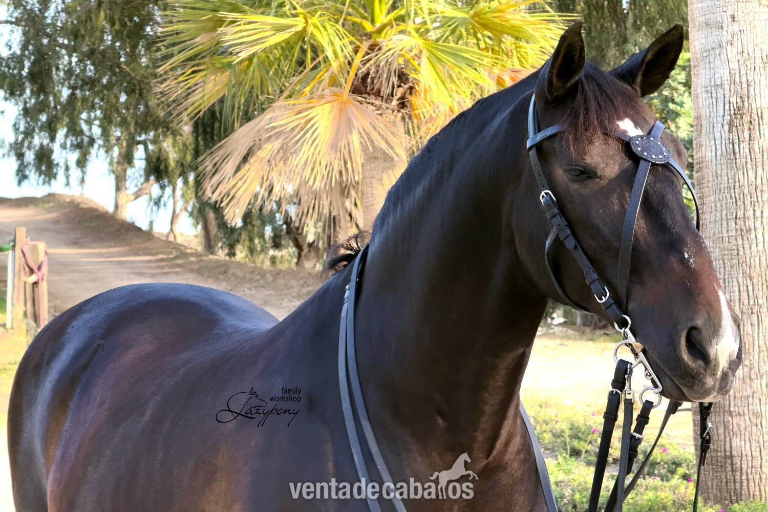 X-frontalera de cuero Celtic Lazypony, x browband, cross browband for horse - Artículos de hípica in 