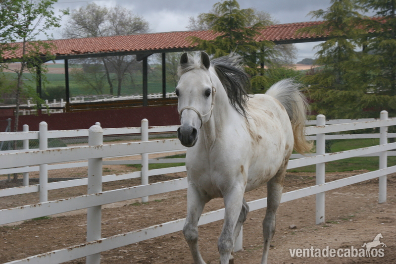 se vende a H.Estudiantes in 
