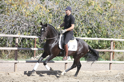 Caballos Pura Raza Española (P.R.E.) Pura Raza Española - Potro PRE Negro. Kalifa DM