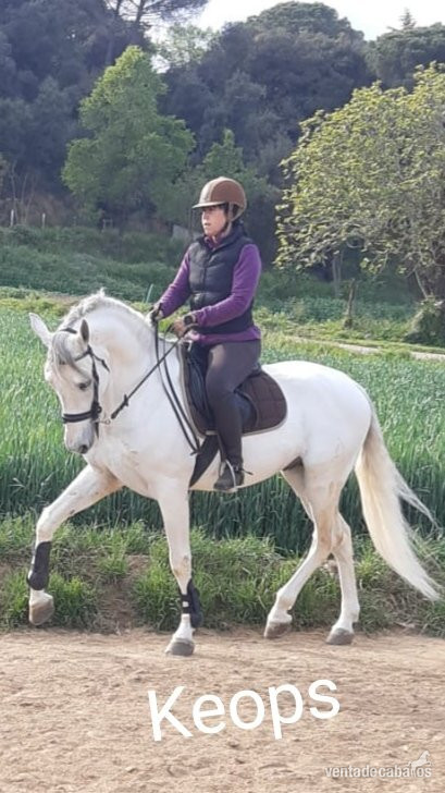  PRE espectacular apto para doma, rutas y enganche