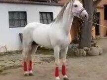 PRE espectacular apto para doma, rutas y enganche