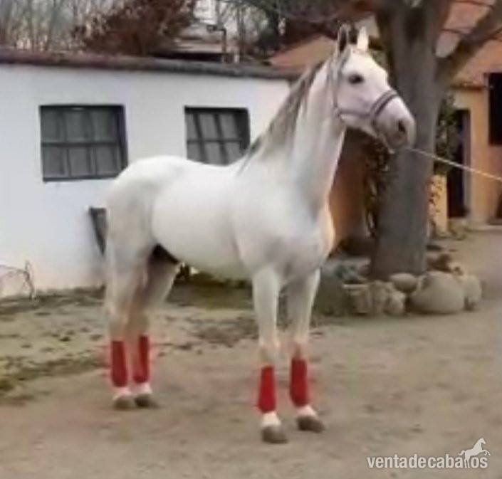 PRE espectacular apto para doma, rutas y enganche - Caballos Pura Raza Española (P.R.E.) in 