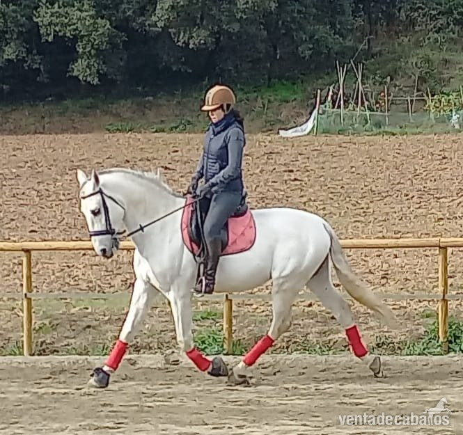 PRE espectacular apto para doma, rutas y enganche - Caballos Pura Raza Española (P.R.E.) EMPTY
