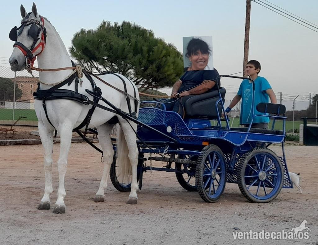 PRE espectacular apto para doma, rutas y enganche