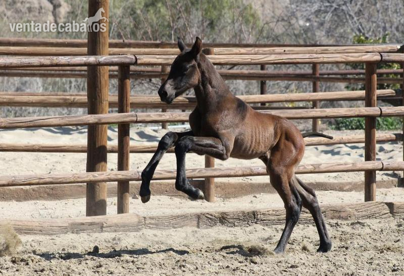 Caballos Pura Raza Española (P.R.E.) Pura Raza Española - Potro PRE Castaño. Olímpico Dimoba