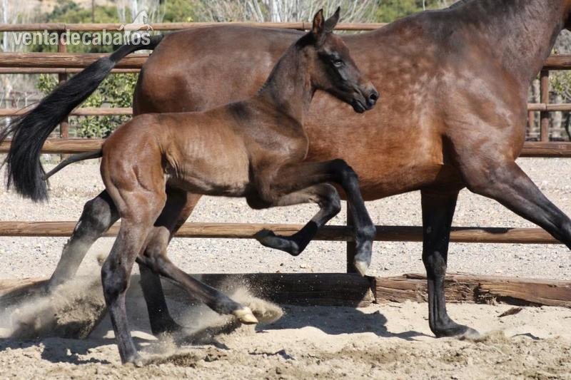 Potro PRE Castaño. Olímpico Dimoba - Caballos Pura Raza Española (P.R.E.) Pura Raza Española