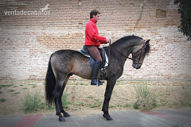 CABALLO PRE BAYO in 
