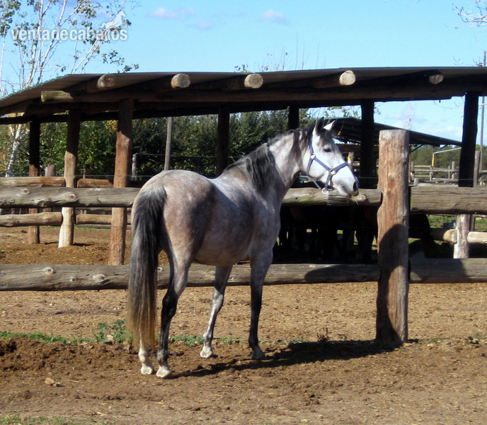 Caballos Pura Raza Española (P.R.E.) Pura Raza Española - Yegua Pura Raza Española