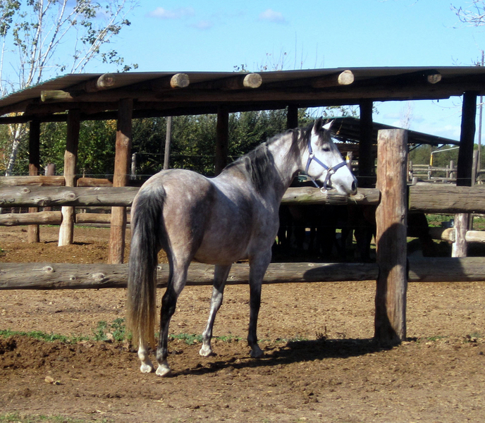 Caballos Pura Raza Española (P.R.E.) Pura Raza Española - Yegua Pura Raza Española