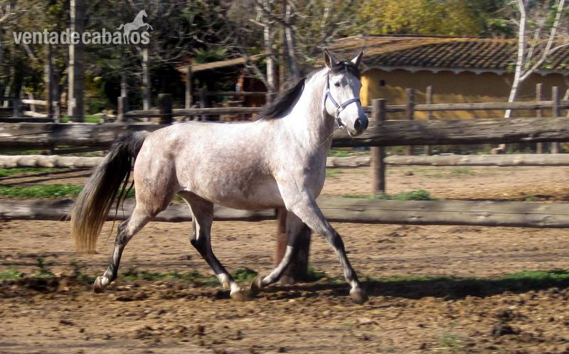 Yegua Pura Raza Española - Caballos Pura Raza Española (P.R.E.) Pura Raza Española